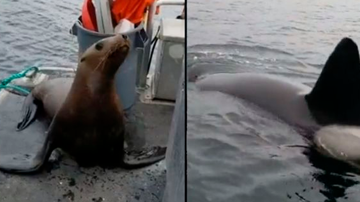 Tienes que irte. Sé que sufrirás cariño