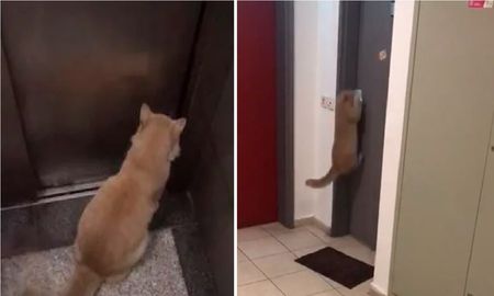 De no creer: gato atrevido aprende a abrir la puerta de su vecino De no creer: gato atrevido aprende a abrir la puerta de su vecino