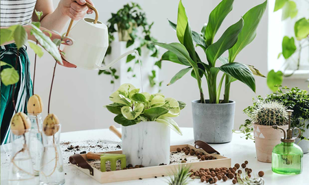 Estos son los beneficios de tener plantas en elinterior del hogar Estos son los beneficios de tener plantas en elinterior del hogar