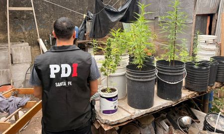 En el lugar se secuestraron 32 plantas de marihuana y una campera, elementos que quedaron a disposición de la investigación. En el lugar se secuestraron 32 plantas de marihuana y una campera, elementos que quedaron a disposición de la investigación.