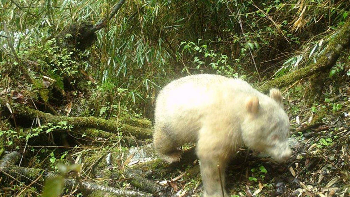 Oso panda albino en China.
