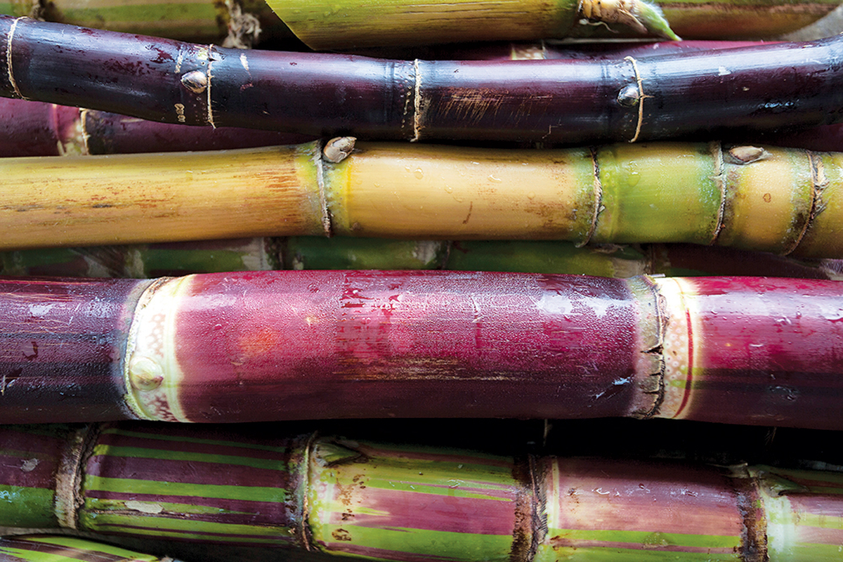 La caña de azúcar es el ingrediente principal utilizado para la fabricación del ron.
