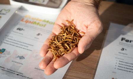 desde rafaela, transforman un gusano en alimento animal premium y biofertilizante desde rafaela, transforman un gusano en alimento animal premium y biofertilizante