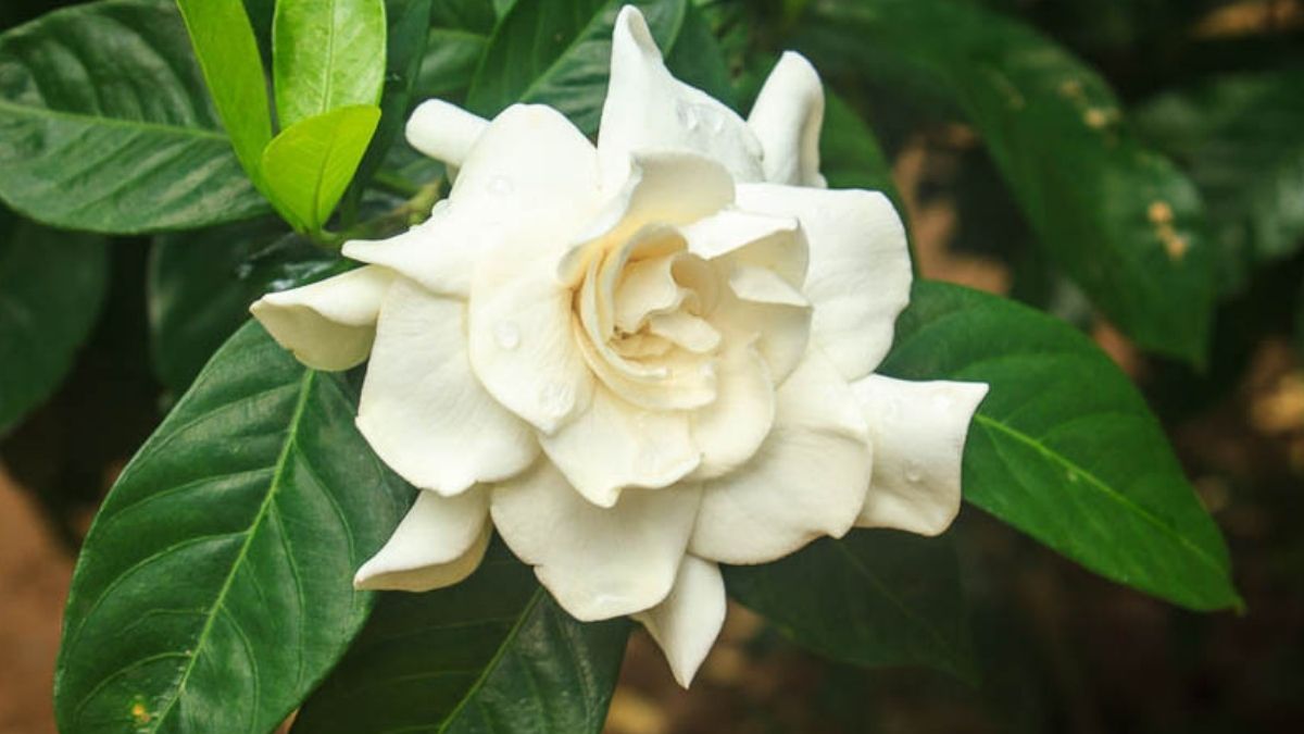 Gardenia jasminoides: una planta que mejora el ánimo.