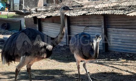 Las aves se encontraban en buen estado en general. Fueron trasladadas a la Granja La Esmeralda. Las aves se encontraban en buen estado en general. Fueron trasladadas a la Granja La Esmeralda.