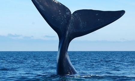 Crece la preocupación en Chubut: ya son 13 las ballenas que aparecieron muertas. Crece la preocupación en Chubut: ya son 13 las ballenas que aparecieron muertas.