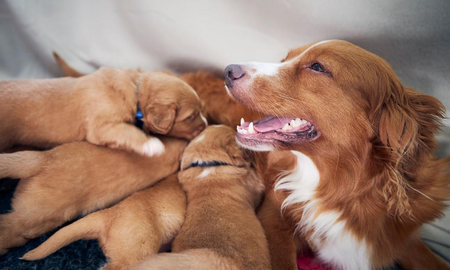 El nacimiento de cachorros implica ternura, pero también compromiso y responsabilidad a largo plazo. El nacimiento de cachorros implica ternura, pero también compromiso y responsabilidad a largo plazo.