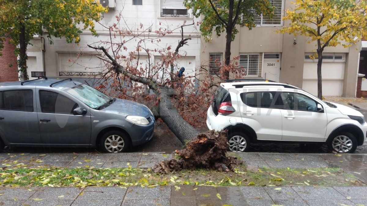La tormenta hizo que se cayera un árbol en la calle trasera de la Legislatura de la Provincia de Santa Fe, en calle 3 de febrero a la altura del 3000.