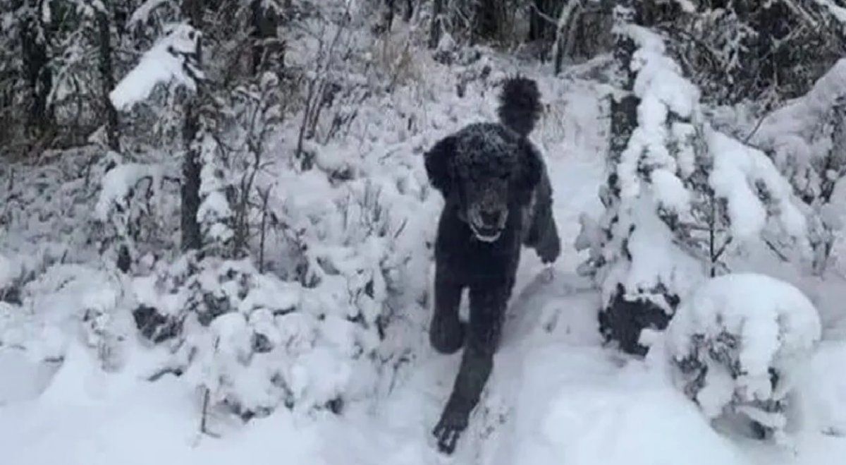 Perro o persona: la ilusión óptica que es furor en las redes