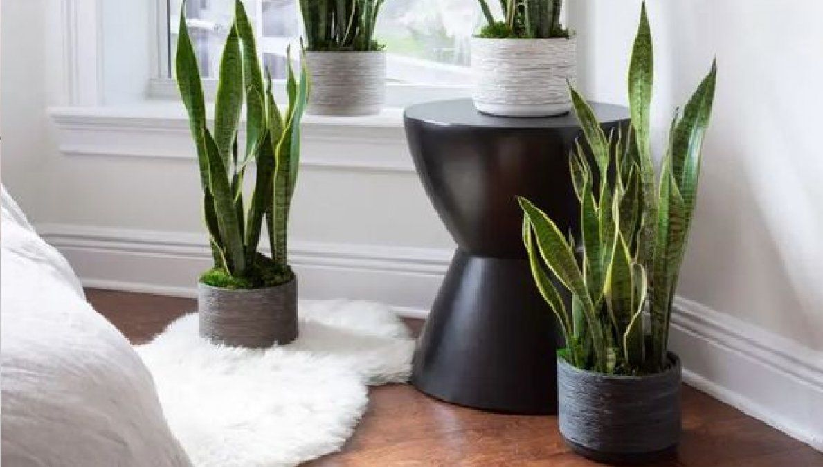 Sansevieria: una de las favoritas que no pasa de moda.