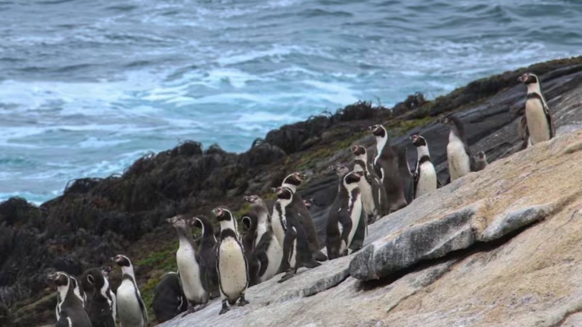La Reserva Nacional Pingüino de Humboldt alberga cerca del 80% de la población mundial de esta especie, consolidando a Punta de Choros como un centro de conservación global. La Reserva Nacional Pingüino de Humboldt alberga cerca del 80% de la población mundial de esta especie, consolidando a Punta de Choros como un centro de conservación global.