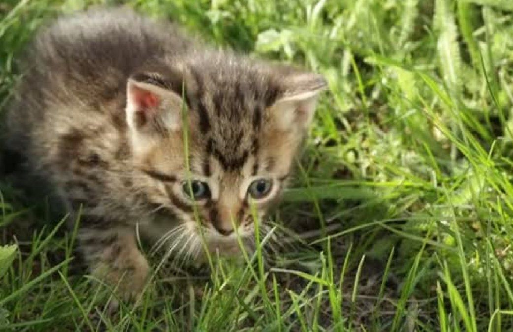 Sonidos o ruidos fuertes