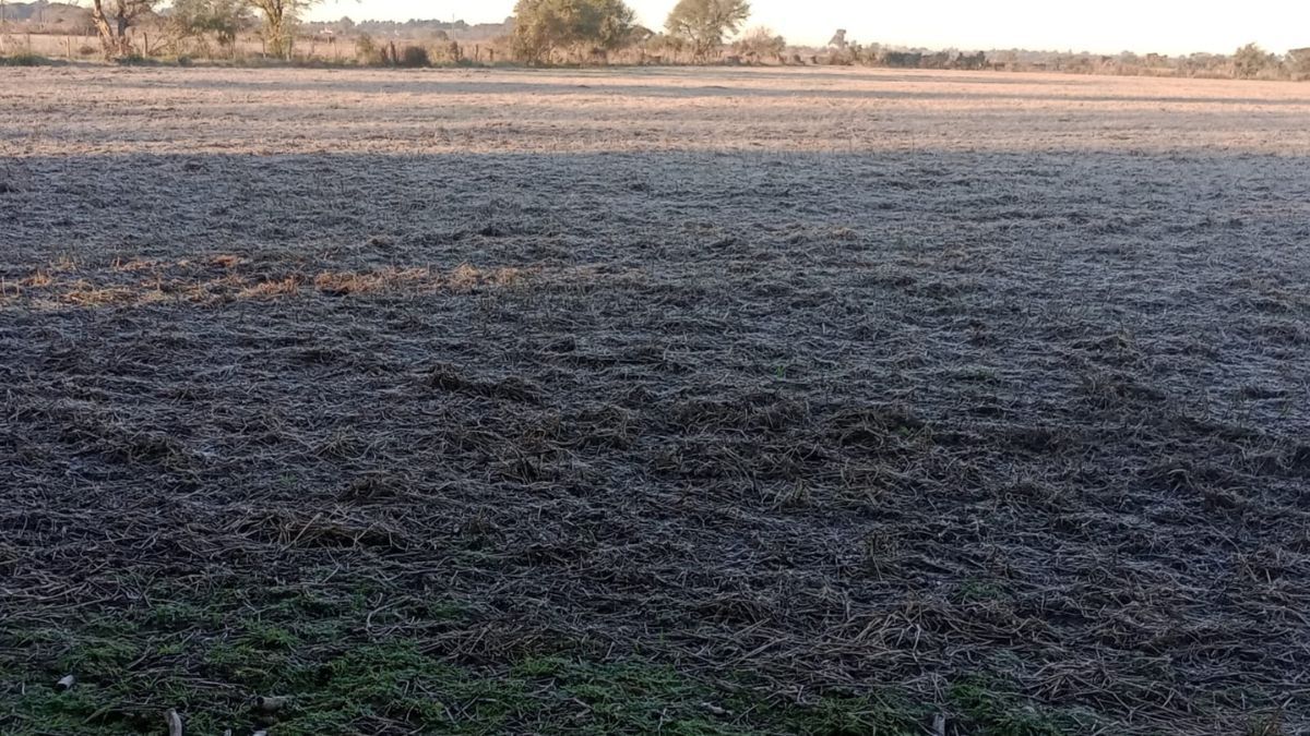 Los campos del centro provincial amanecieron cubiertos por las heladas en Santa Fe. Imagen de Coronda. Los campos del centro provincial amanecieron cubiertos por las heladas en Santa Fe. Imagen de Coronda.