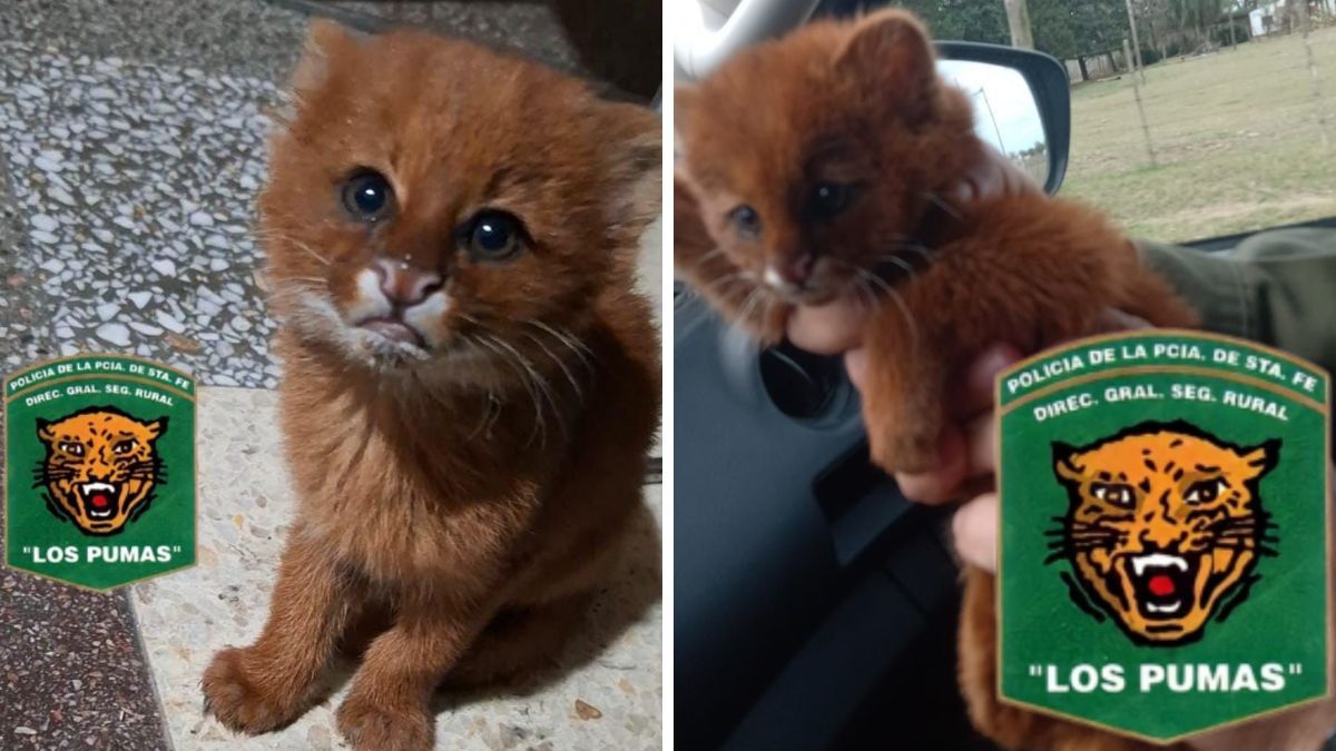 El cachorro de puma yaguarundí rescatado en San Justo por la Guardia Rural “Los Pumas”.