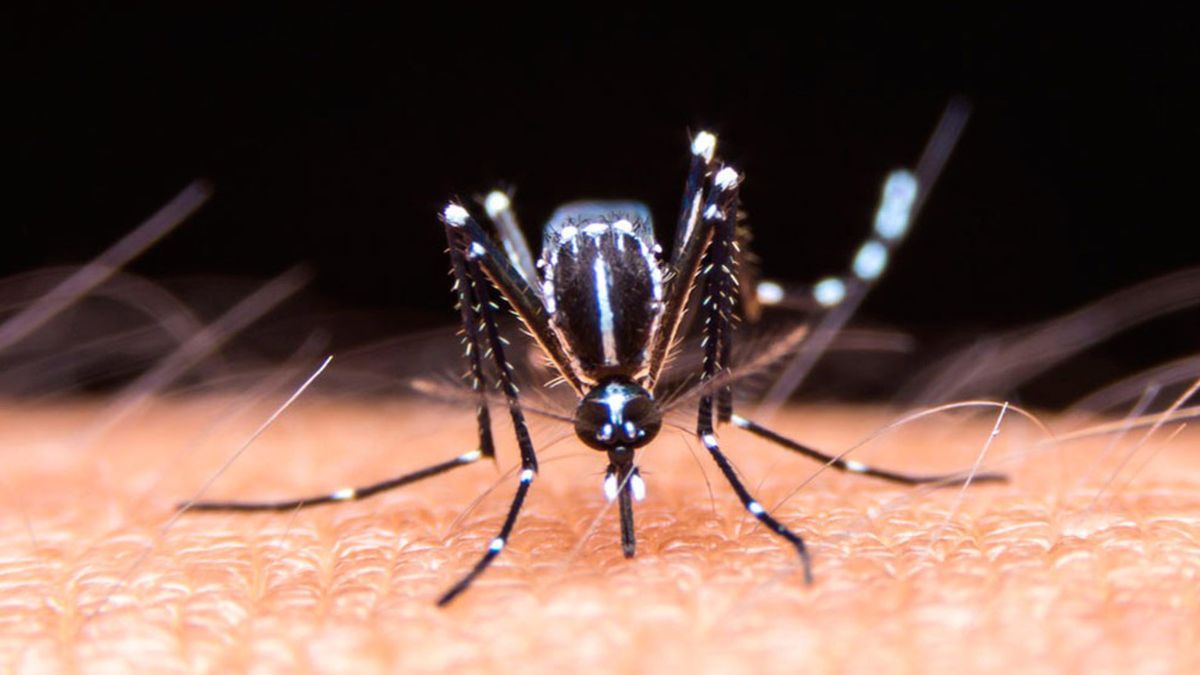 El Aedes aegypti es el mosquito transmisor del dengue.