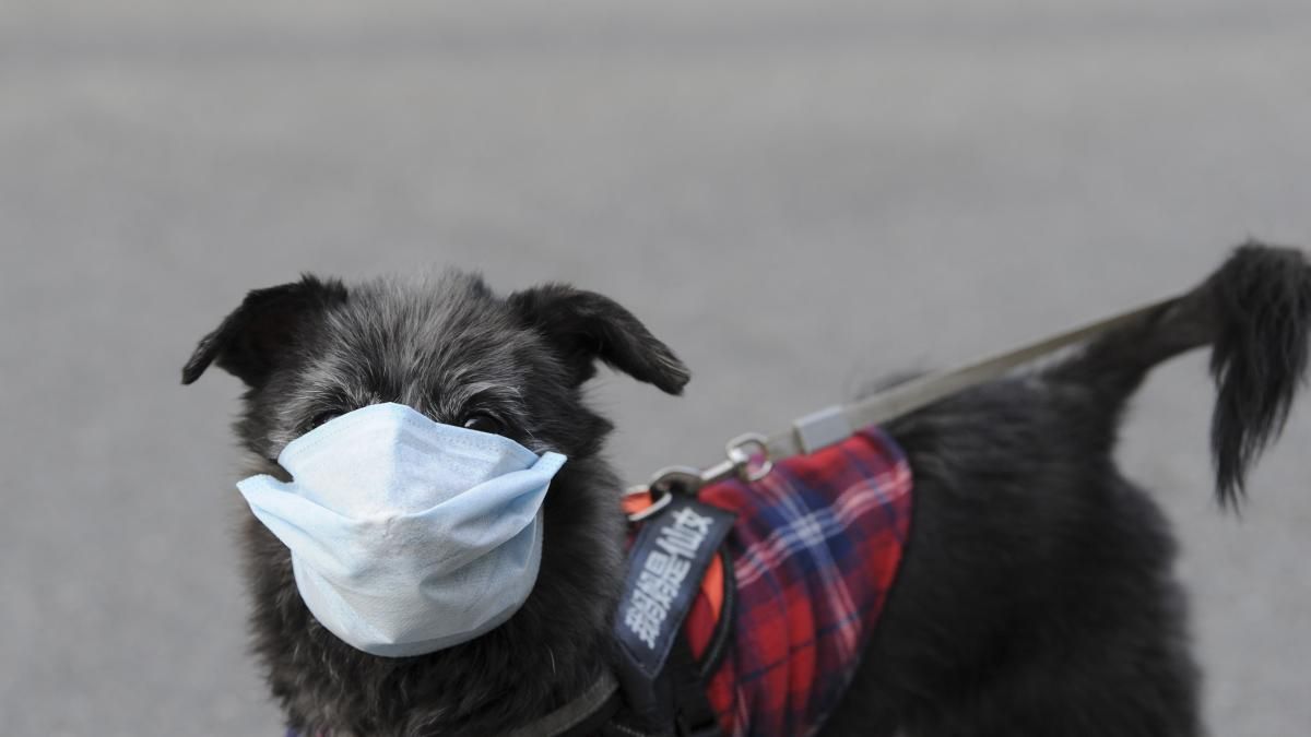 La mayoría de los perros y gatos son asintomáticos o presentan signología respiratoria o digestiva moderada de resolución rápida.