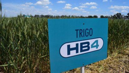 La producción masiva y liberación comercial del trigo transgénico todavía no está aprobada.&nbsp;