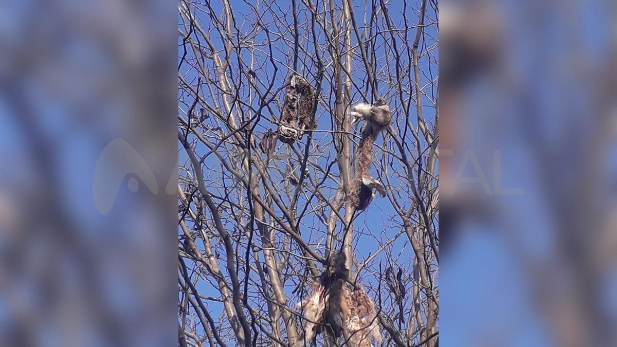 Pieles de liebres y gato montés encontrados durante un allanamiento en San Genaro, el 7 de julio pasado. 