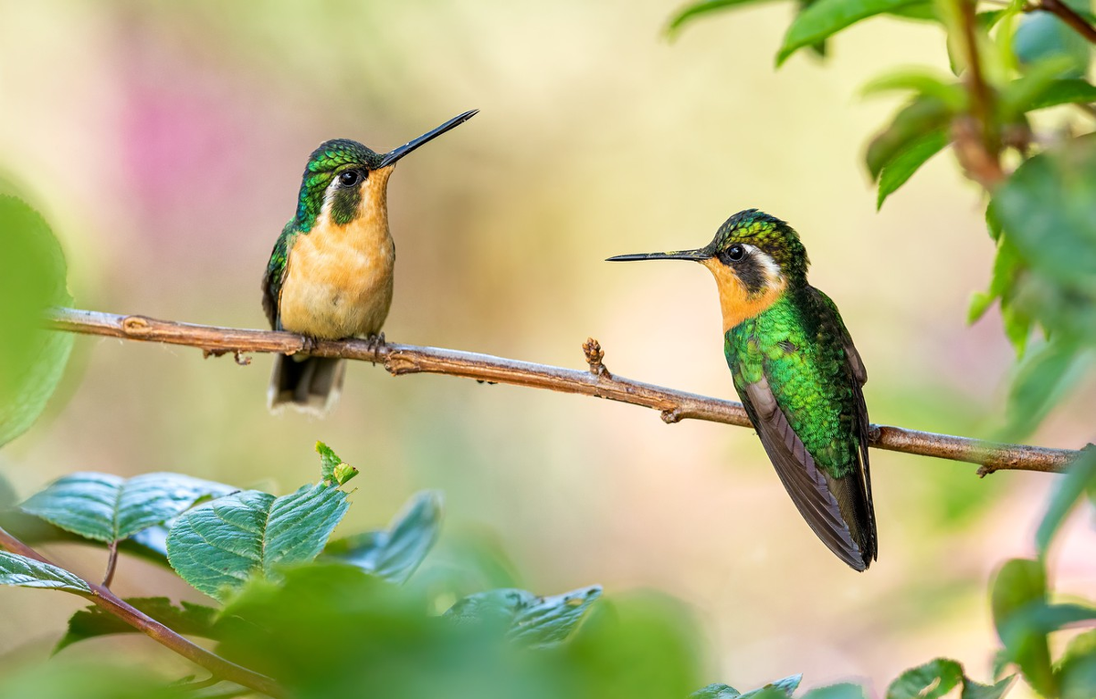 Los colibrí se aparean posados en una rama o similar, y el acto en sí dura unos pocos segundos.