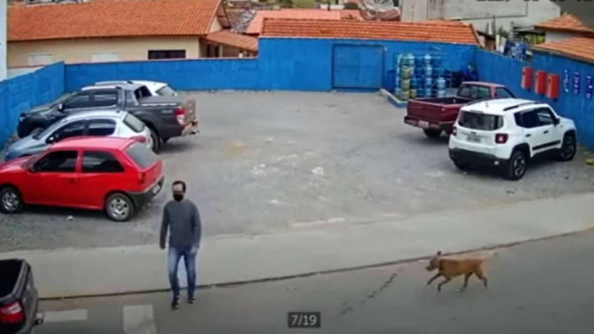 El video viral del perro que atropella a un hombre que cruzaba la calle