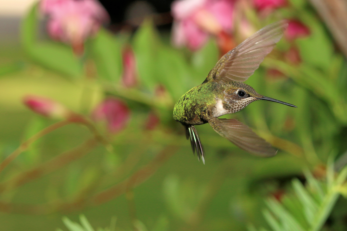 Mientras más pequeño es el colibrí, más veloz es.