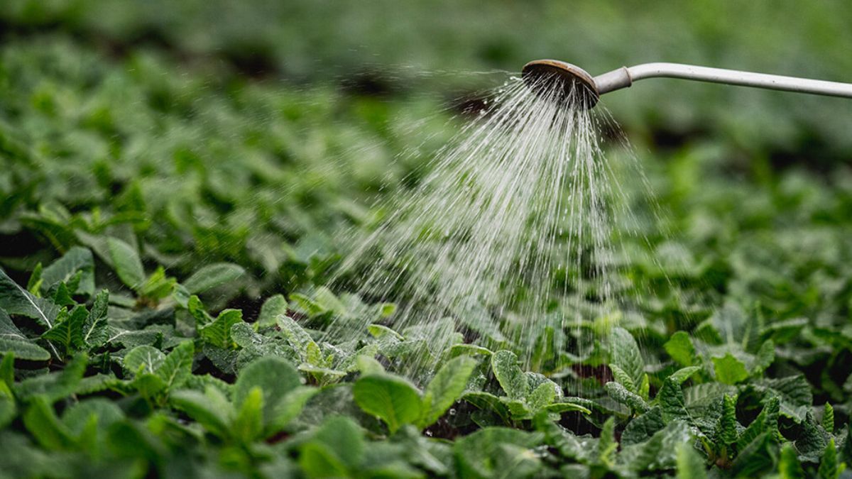 El nitrógeno y el oxígeno disueltos en el agua pluvial estimulan el nacimiento de nuevos pimpollos y fortalecen el verde de las hojas.
