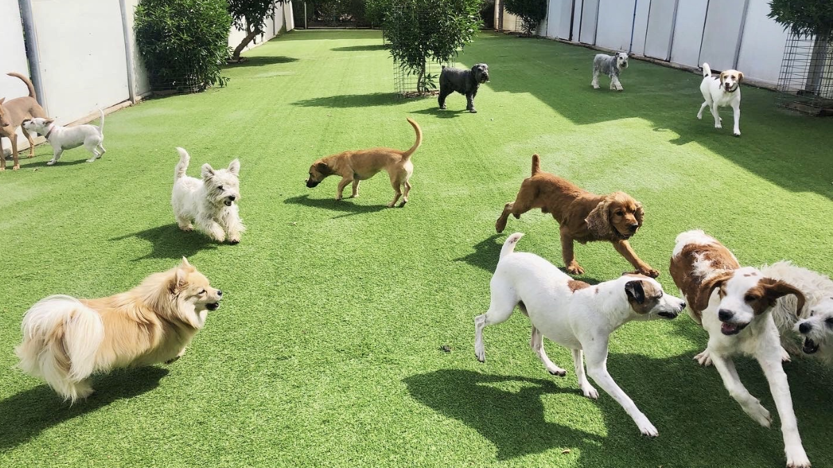 Jardín para perros, la nueva tendencia en Argentina. Jardín para perros, la nueva tendencia en Argentina.