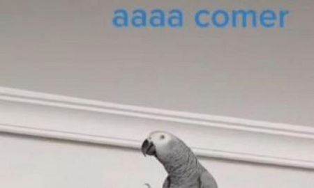 Video viral: el loro con complejo de abuela que te manda a comer. Video viral: el loro con complejo de abuela que te manda a comer.