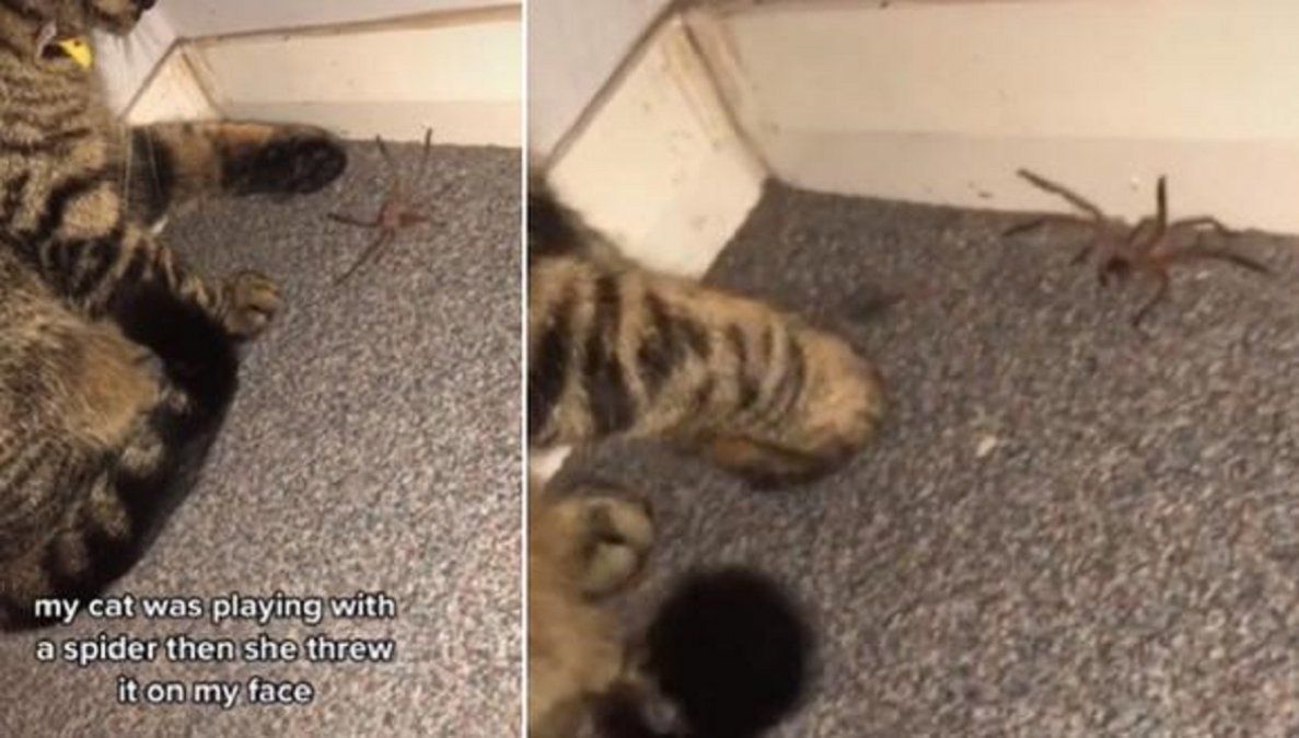 Video viral: una gata se puso a jugar con una araña y el final generó un gran impacto en las redes sociales.