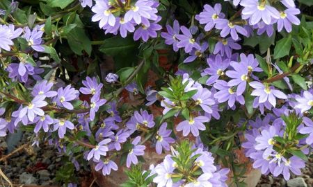 Una flor violeta en forma de abanico que resiste al calor y llena de color los balcones de verano. Una flor violeta en forma de abanico que resiste al calor y llena de color los balcones de verano.