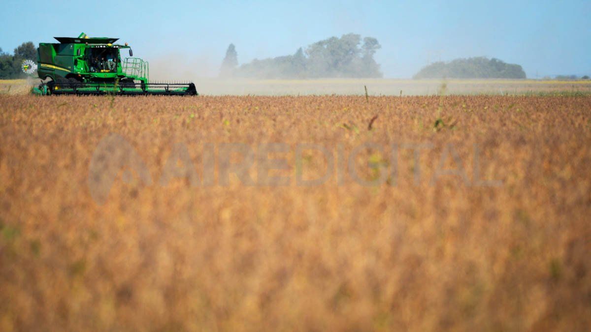 En la actual temporada se implantaron 589.600 hect&aacute;reas con soja de primera, y 479.100 con soja de segunda, labores que debieron detenerse producto de la falta de humedad en el suelo entrerriano.