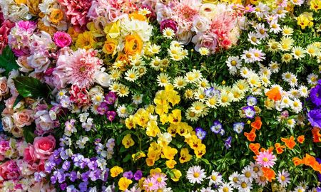 Si la plantás ahora, esta flor puede llenar el jardín de color apenas comienza la primavera. Si la plantás ahora, esta flor puede llenar el jardín de color apenas comienza la primavera.