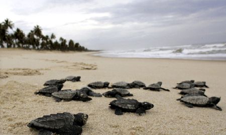 video: mas de 100 tortugas marinas en peligro de extincion nacieron en una playa de brasil desierta video: mas de 100 tortugas marinas en peligro de extincion nacieron en una playa de brasil desierta