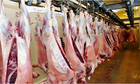 exportaciones ovinas argentinas logran su mayor nivel desde 2019 exportaciones ovinas argentinas logran su mayor nivel desde 2019