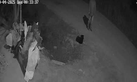 El perro fue asesinado después de la medianoche del domingo y el hecho quedó registrado en una cámara. El perro fue asesinado después de la medianoche del domingo y el hecho quedó registrado en una cámara.