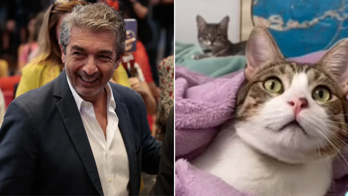 El tierno gesto de Ricardo Darín con una gatita en peligro: Muy humilde y perfil bajo