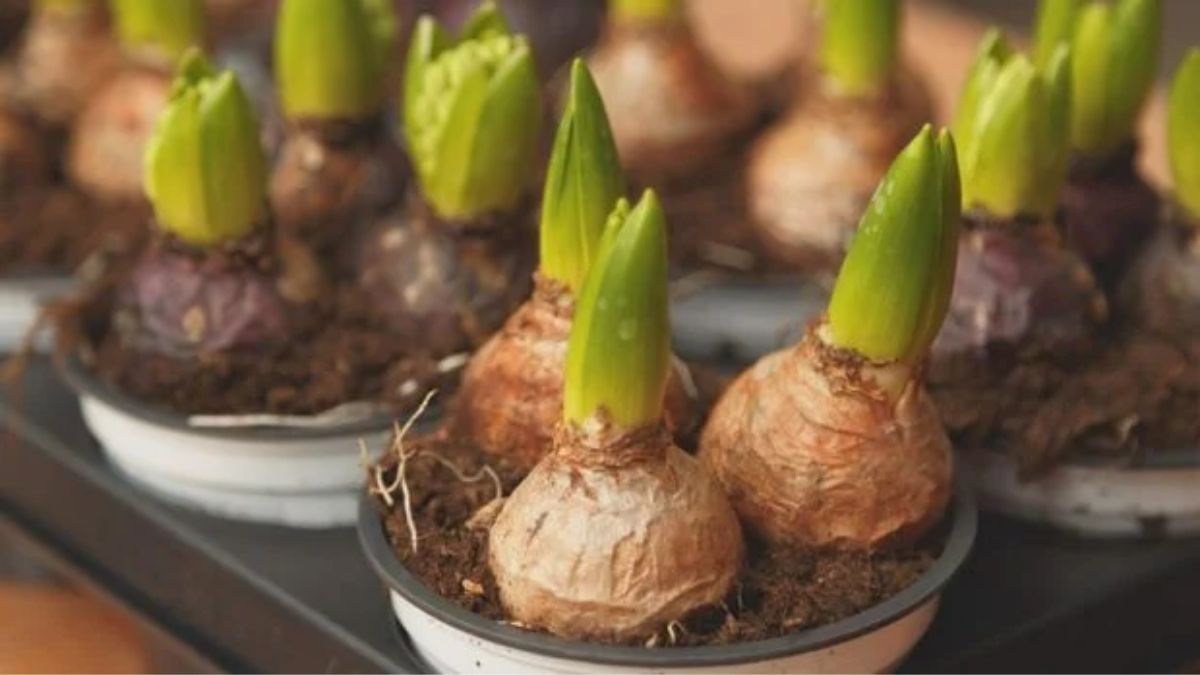 Las plantas que nacen desde bulbos suelen tener flores coloridas. Las plantas que nacen desde bulbos suelen tener flores coloridas.