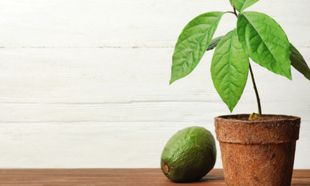 Un árbol de palta bien cuidado no solo provee alimento, sino que funciona como un regulador térmico natural para el jardín. Un árbol de palta bien cuidado no solo provee alimento, sino que funciona como un regulador térmico natural para el jardín.