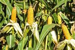 Genética y manejo: las claves de un productor santafesino para lograr hasta 185 qq/ha en maíz Genética y manejo: las claves de un productor santafesino para lograr hasta 185 qq/ha en maíz