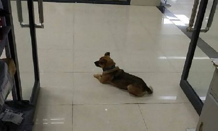 murio de coronavirus en wuhan y su perro lo espera en el hospital desde hace tres meses murio de coronavirus en wuhan y su perro lo espera en el hospital desde hace tres meses