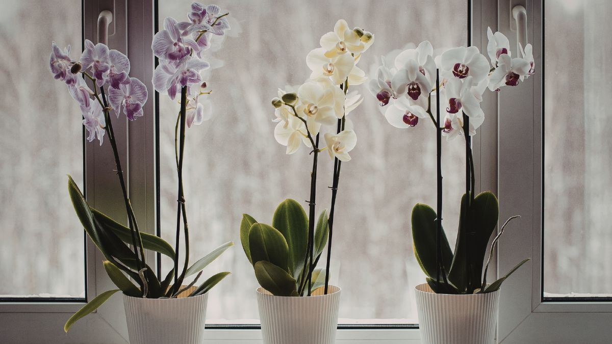 La orquídea puede florecer otra vez en interior, si recibe los cuidados adecuados. La orquídea puede florecer otra vez en interior, si recibe los cuidados adecuados.