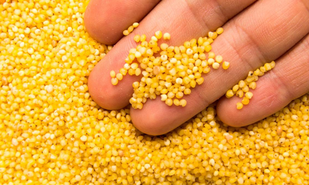 MasterChef: cómo usar el mijo, uno de los ingredientes estrellas de la noche MasterChef: cómo usar el mijo, uno de los ingredientes estrellas de la noche