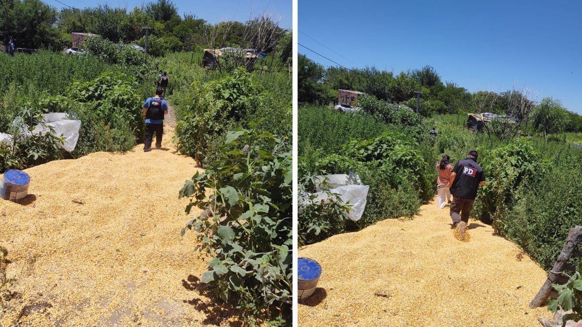 Cientos de kilos de maíz quedaron sobre las vías del ferrocarril en Santa Rosa de Lima
