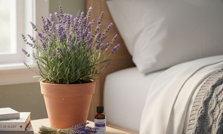 La planta para dormir mejor. La planta para dormir mejor.