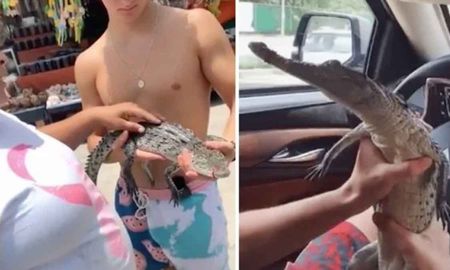 Una influencer compra ilegalmente cocodrilo para hacer Tik Toks y causan indignación Una influencer compra ilegalmente cocodrilo para hacer Tik Toks y causan indignación
