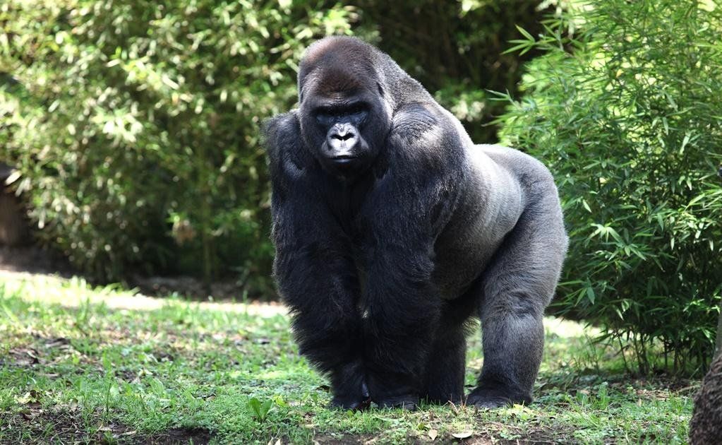 Hallaron huellas del gorila buscado en San Luis