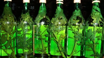 Día de la Pachamama: ¿por qué se toma caña con ruda el 1 de agosto?