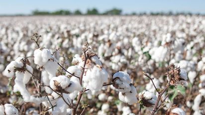 Santa Fe: cómo la rotación intensiva mejora el cultivo de algodón, según INTA