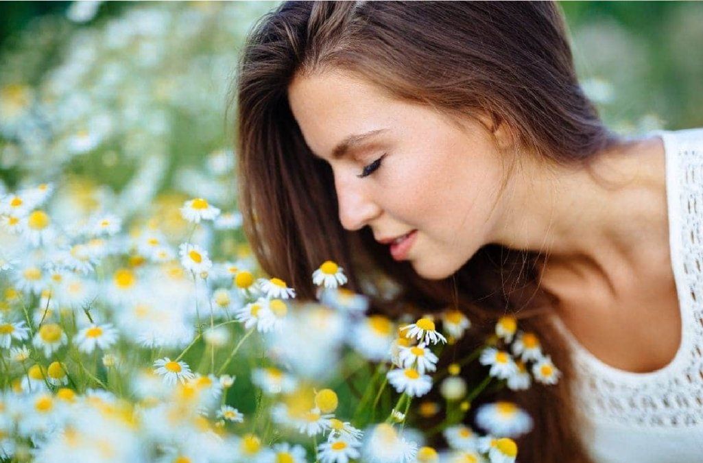 Cómo cultivar tu propia planta de manzanilla en casa