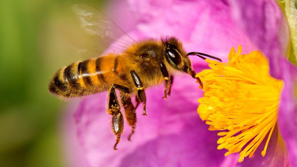 Estudio: investigadores descubrieron una especie de abejas carnívoras